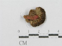 藏品(紅菇屬)的圖片