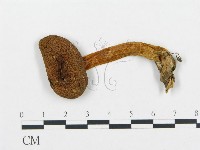 藏品(杯傘屬)的圖片