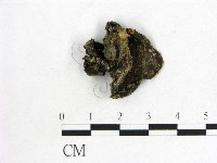 藏品(毛木耳)的圖片