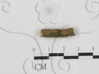 藏品(刺革菌屬)的圖片