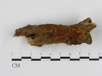 藏品(刺革菌屬)的圖片