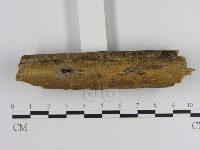 藏品(刺革菌屬)的圖片