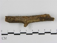 藏品(刺革菌屬)的圖片