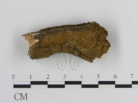 藏品(刺革菌屬)的圖片