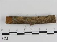 藏品(刺革菌屬)的圖片