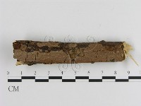 藏品(刺革菌屬)的圖片