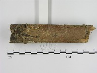 藏品(刺革菌屬)的圖片