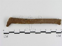 藏品(刺革菌屬)的圖片