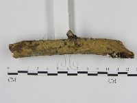 藏品(刺革菌屬)的圖片