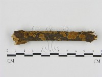 藏品(刺革菌屬)的圖片