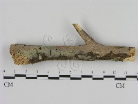 藏品(刺革菌屬)的圖片