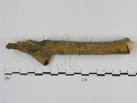 藏品(刺革菌屬)的圖片