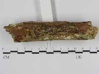 藏品(刺革菌屬)的圖片