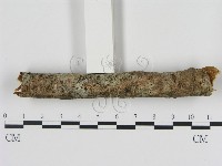 藏品(刺革菌屬)的圖片