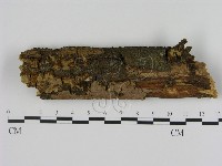 藏品(刺革菌屬)的圖片