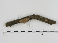 藏品(刺革菌屬)的圖片