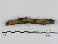 藏品(刺革菌屬)的圖片