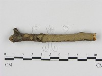 藏品(刺革菌屬)的圖片