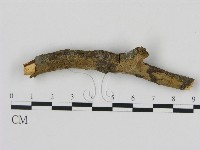 藏品(刺革菌屬)的圖片