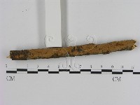 藏品(刺革菌屬)的圖片