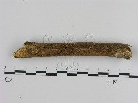 藏品(刺革菌屬)的圖片