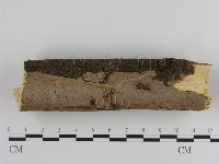 藏品(刺革菌屬)的圖片