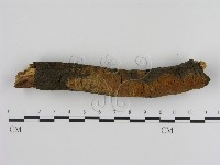 藏品(刺革菌屬)的圖片