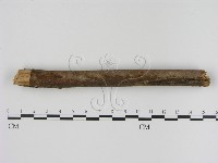 藏品(刺革菌屬)的圖片