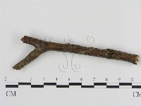 藏品(刺革菌屬)的圖片