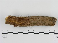 藏品(刺革菌屬)的圖片