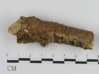 藏品(刺革菌屬)的圖片