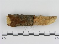 藏品(刺革菌屬)的圖片