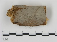 藏品(刺革菌屬)的圖片