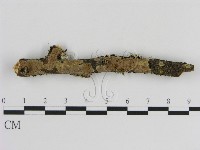 藏品(刺革菌屬)的圖片