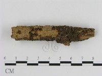 藏品(刺革菌屬)的圖片