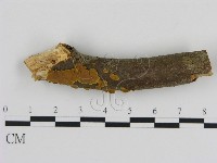 藏品(刺革菌屬)的圖片