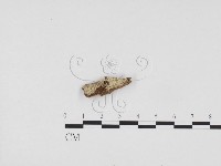 藏品(冇骨消絲齒菌)的圖片