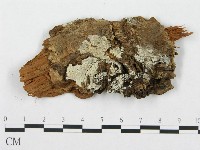 藏品(針齒銳岩菌)的圖片