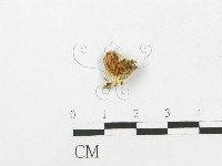 藏品(側耳屬)的圖片