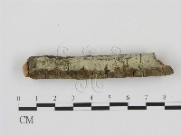 藏品(剛毛絲皮菌)的圖片