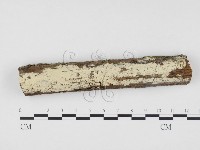 藏品(冇骨消絲齒菌)的圖片