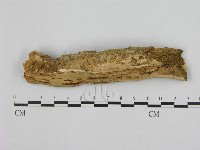 藏品(銳孔菌屬)的圖片