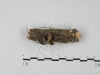 藏品(雲芝)的圖片