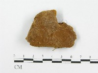 藏品(木層孔菌屬)的圖片