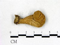 藏品(地星屬)的圖片