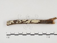 藏品(冇骨消絲齒菌)的圖片