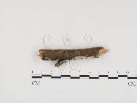 藏品(冇骨消絲齒菌)的圖片