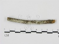 藏品(剛毛絲皮菌)的圖片