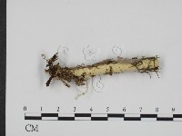 藏品(叉絲革菌屬)的圖片