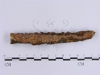 藏品(韌革菌屬)的圖片